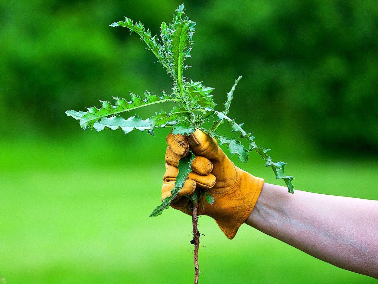 Прополка растений