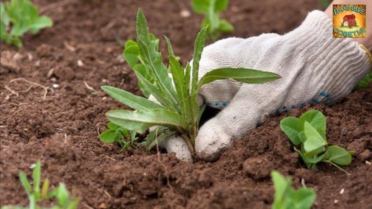 Прополка сорных растений