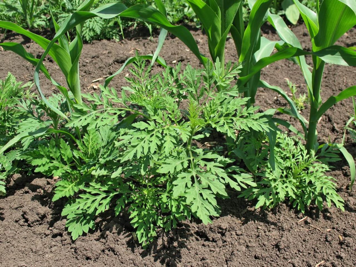 Опрыскивание сорняков у дорожки