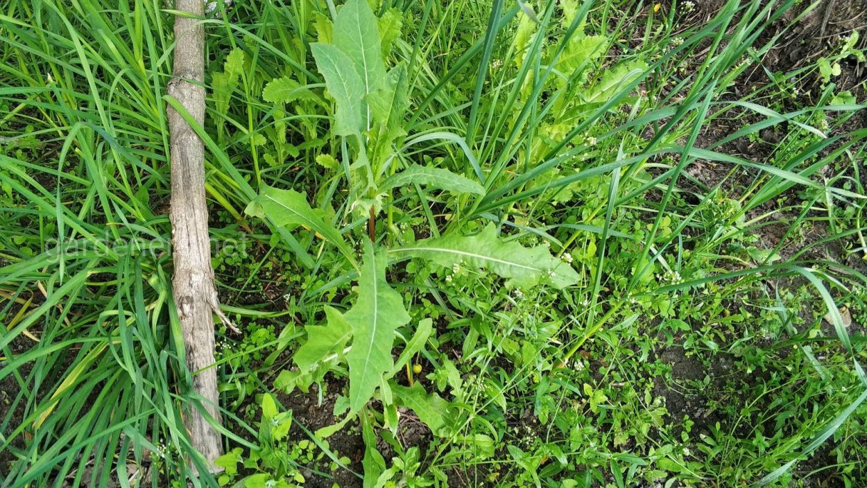 Картофельник сорняк