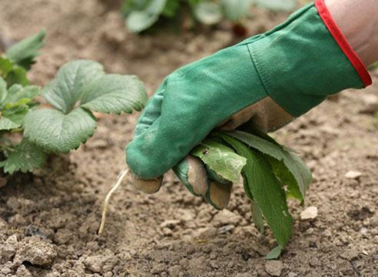 Лебеда раскидистая, осот огородный