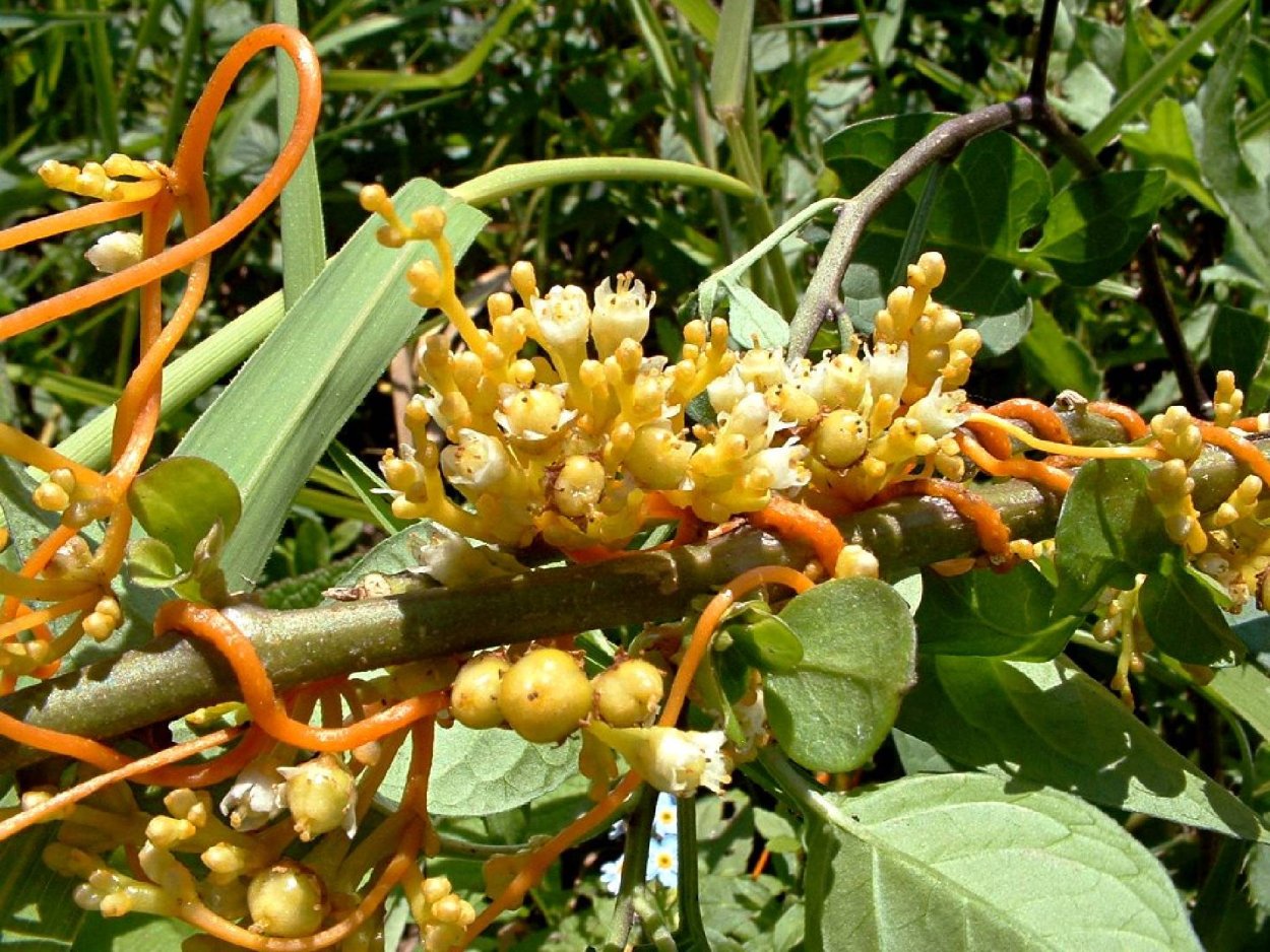 Повилика (Cuscuta)