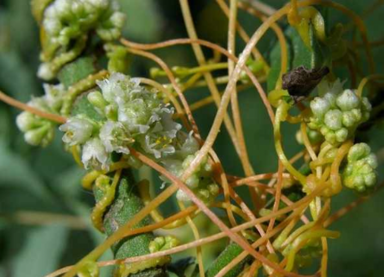 Повилика льняная сорняк