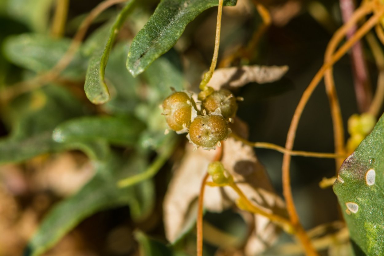 Повилика растение паразит