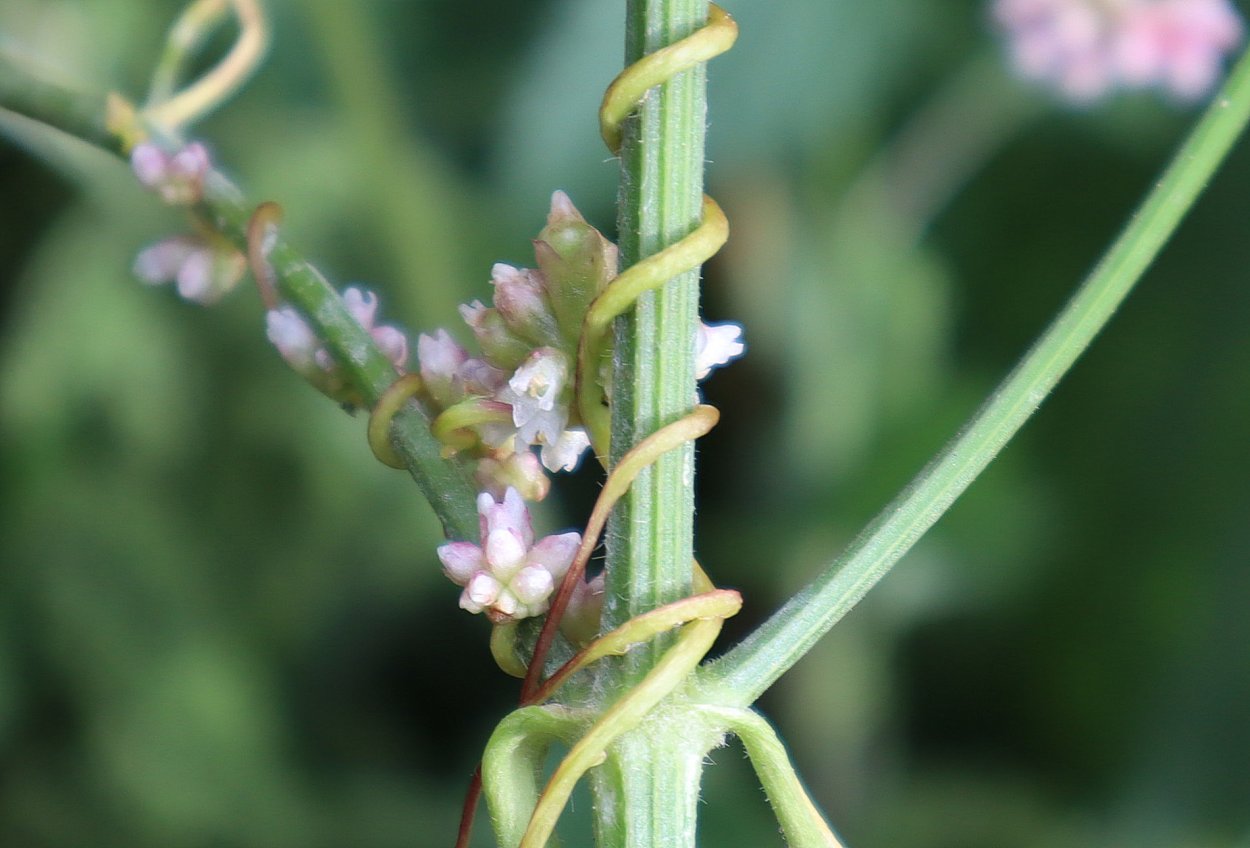 Повилика хмелевидная