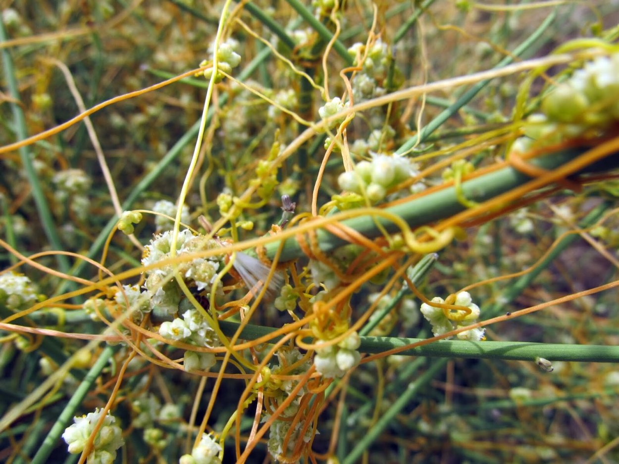 Повилика автотроф