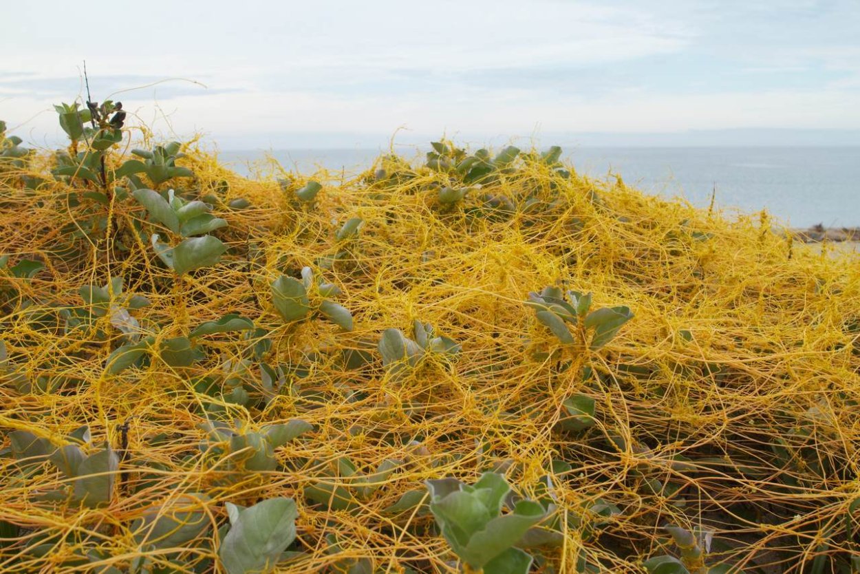 Опасный сорняк повилика