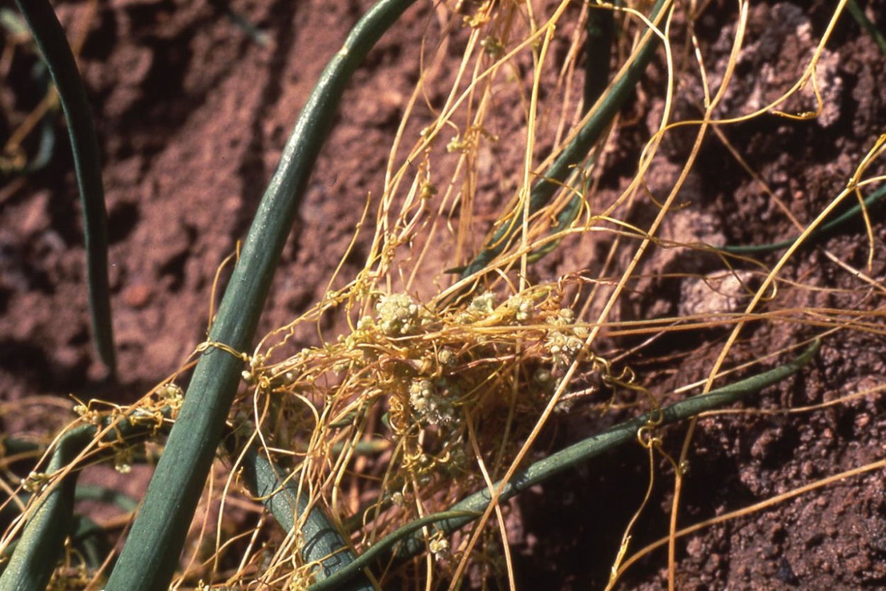 Повилика и рожь