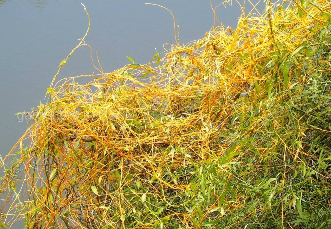 Повилика Полевая