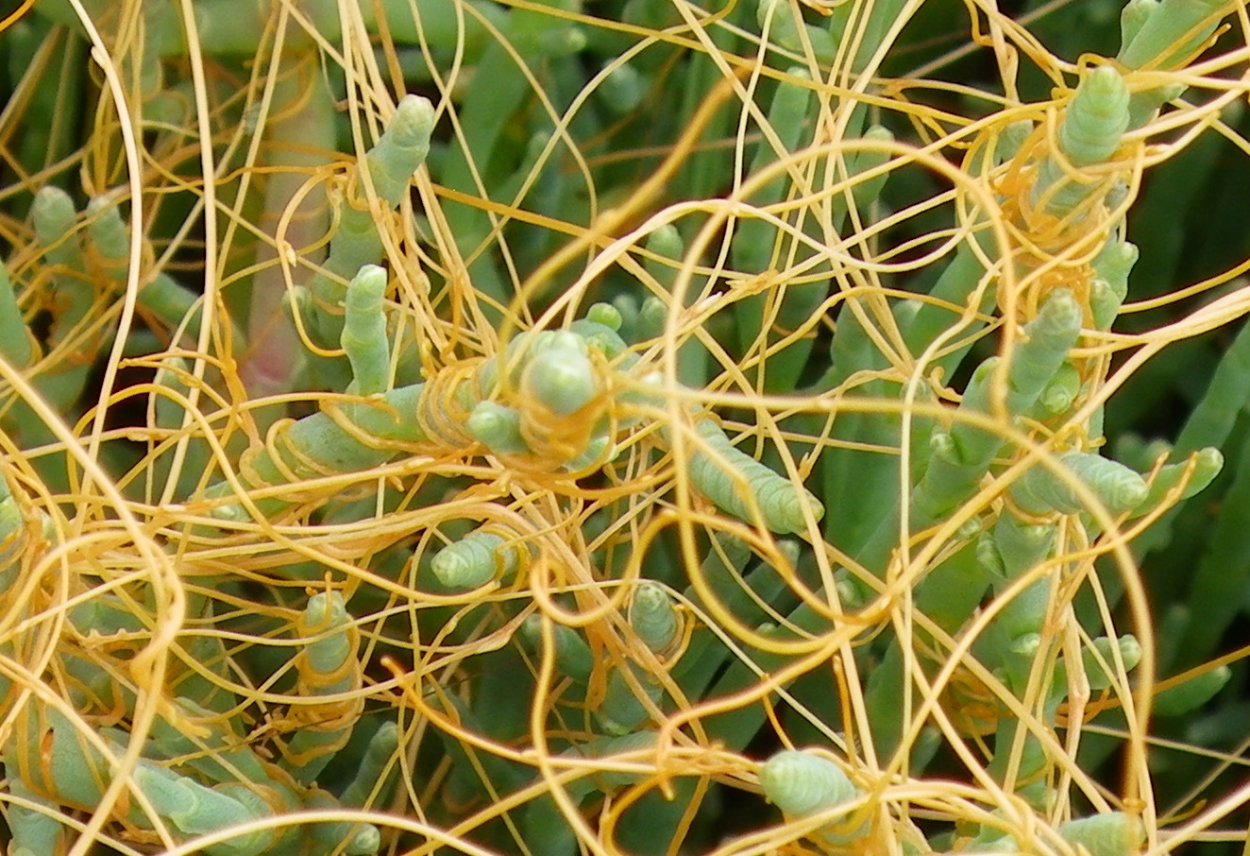 Сорняк паразит повилика