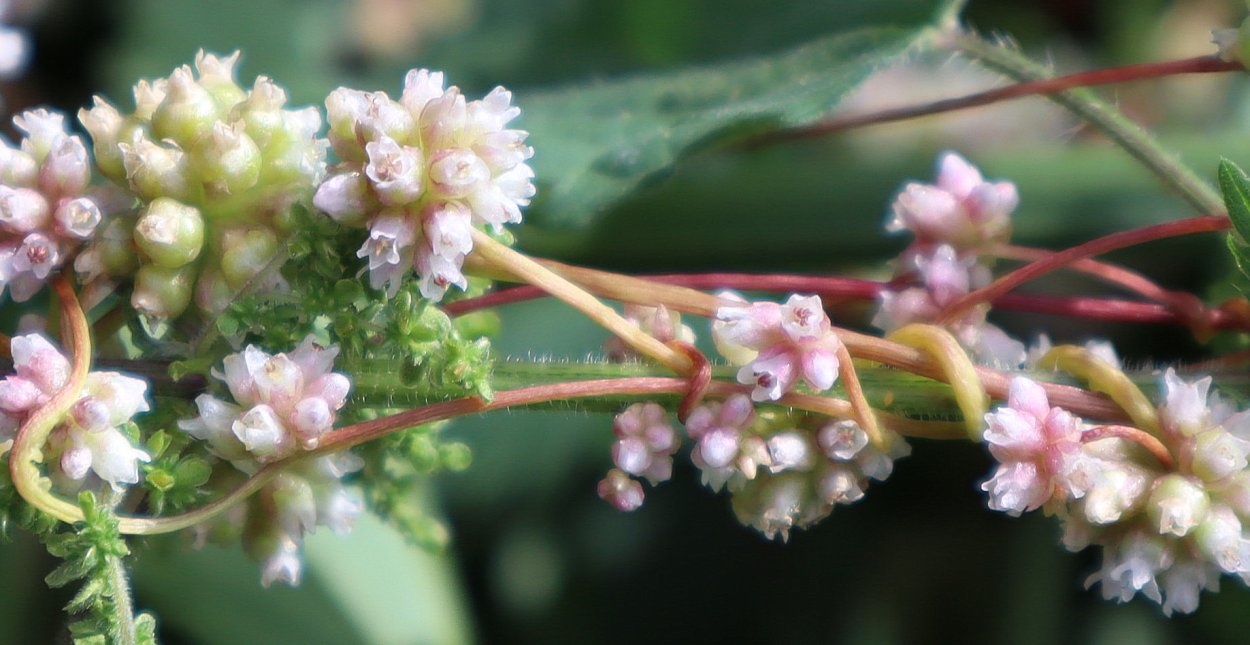 Шёлковая повилика