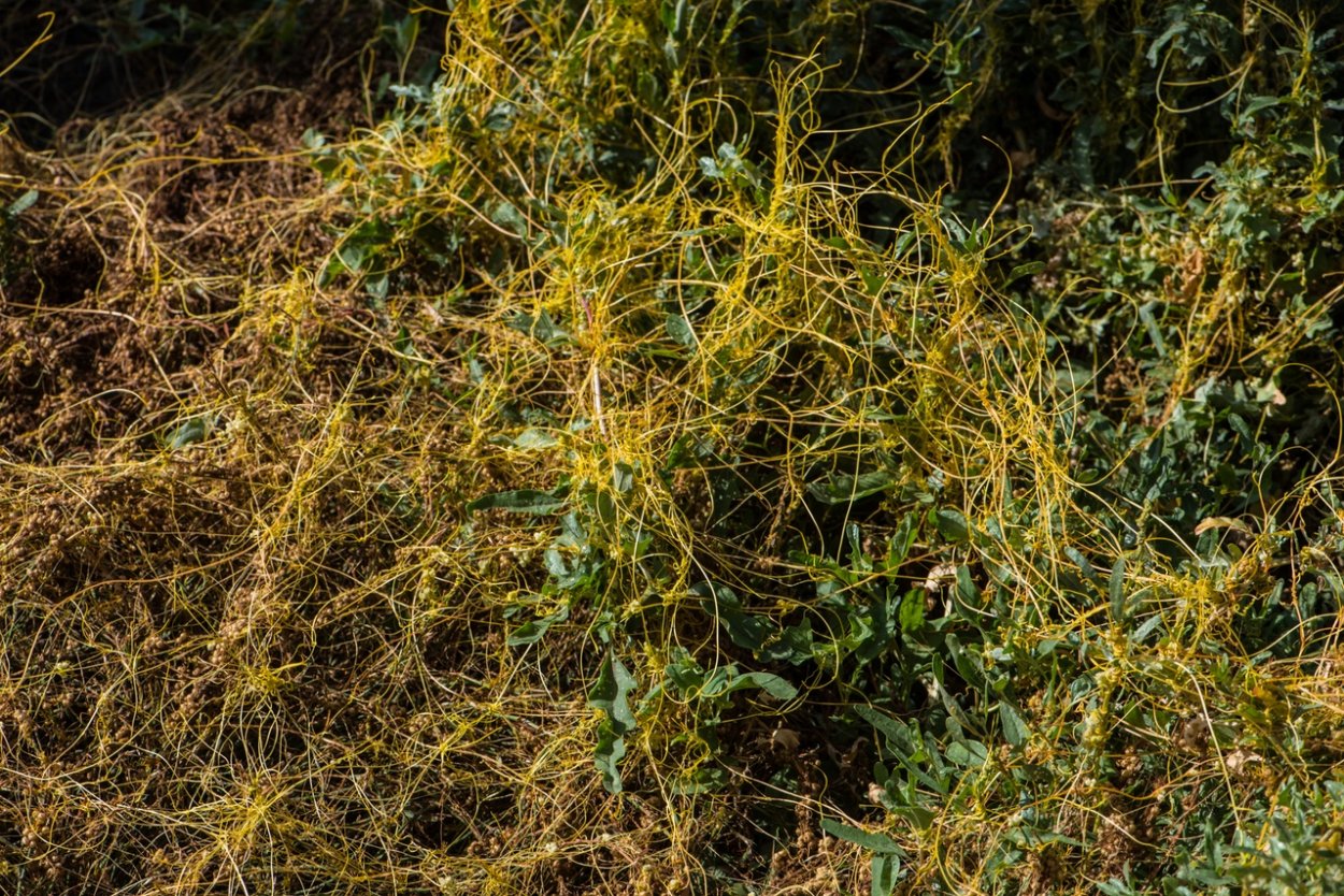 Сорняк паразит повилика