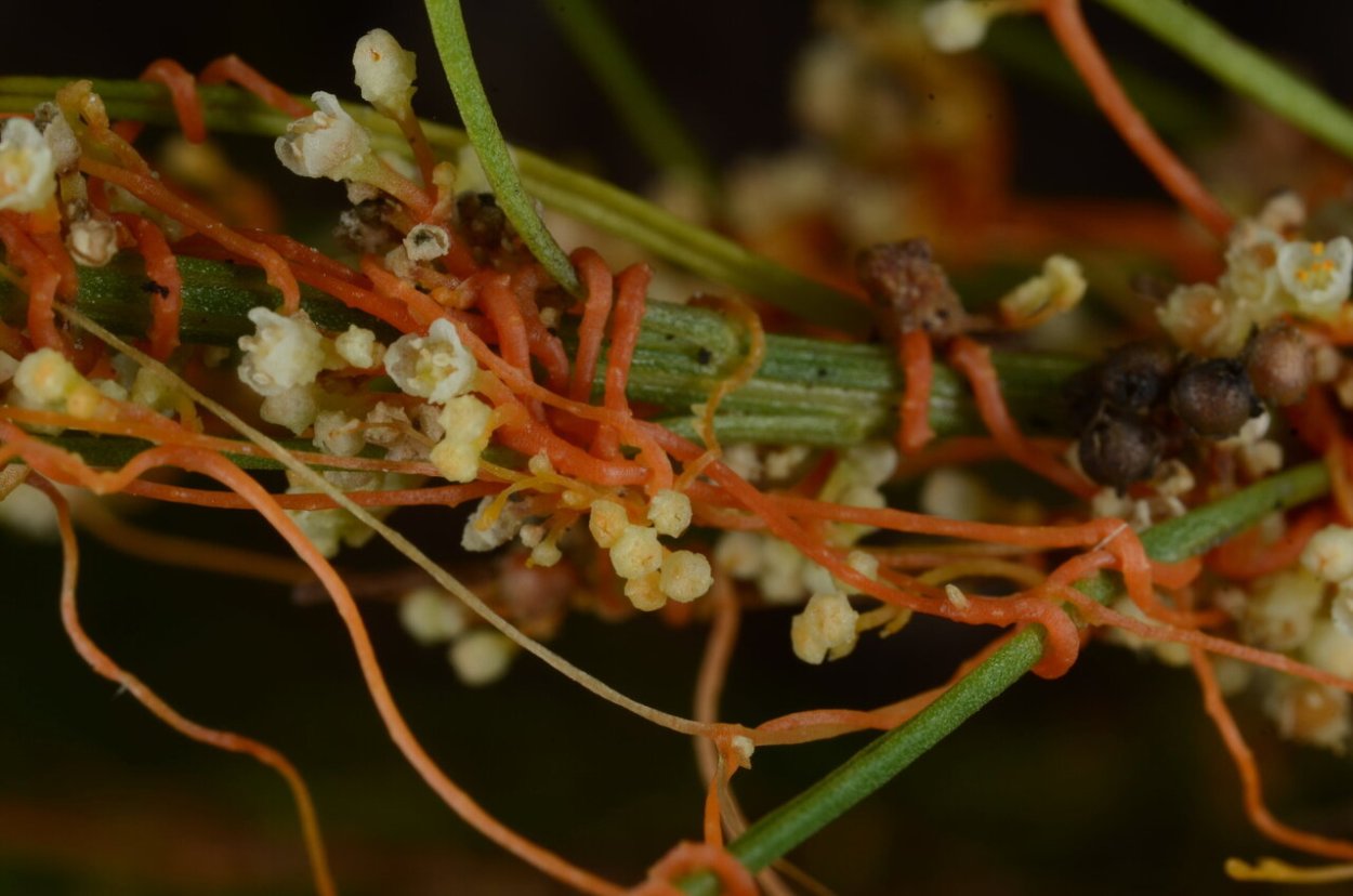 Повилика и заразиха