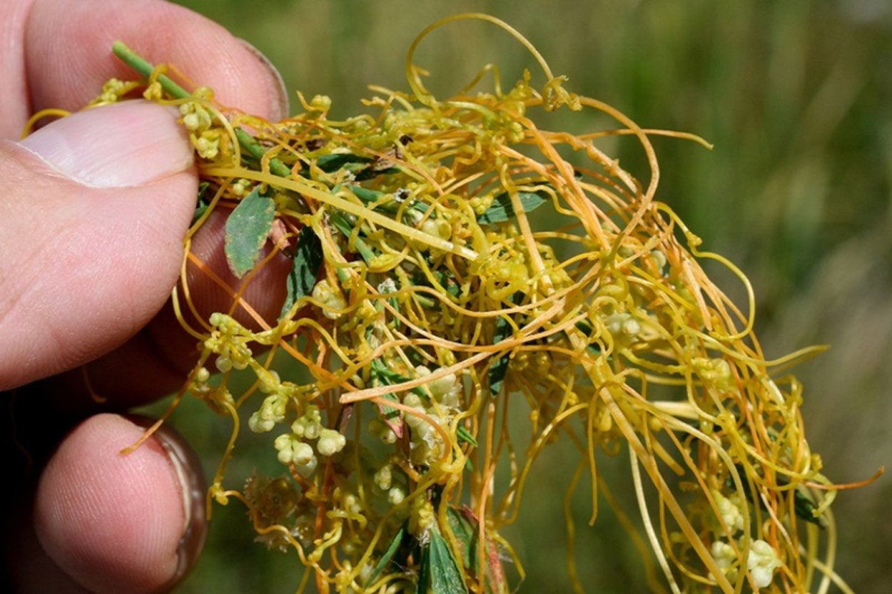 Повилика Полевая