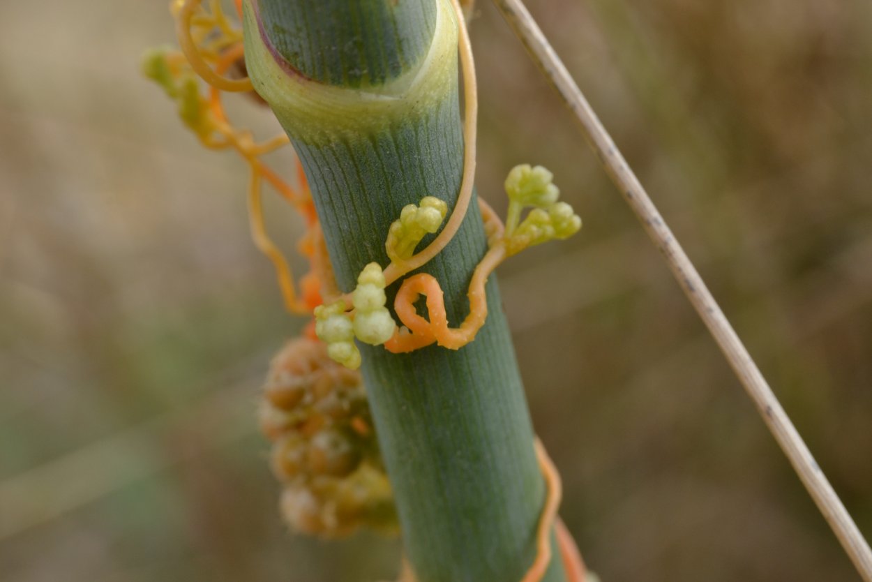 Гаустории повилики