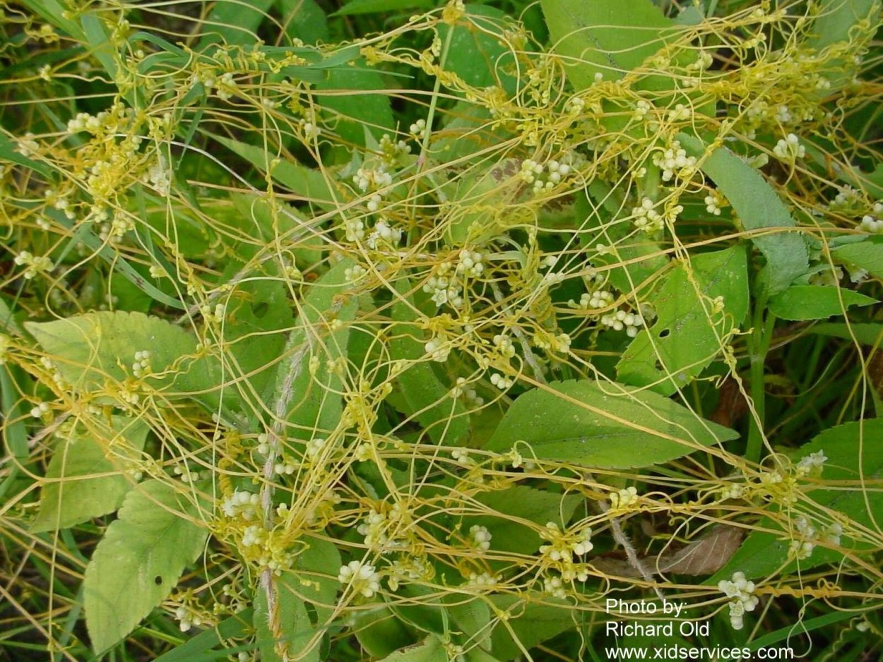 Сорняк паразит повилика