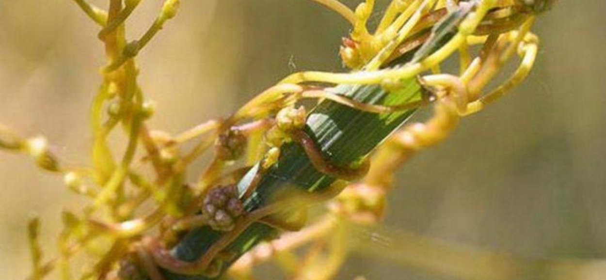 Гаустории повилики