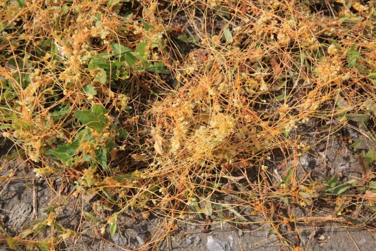 Повилика Полевая