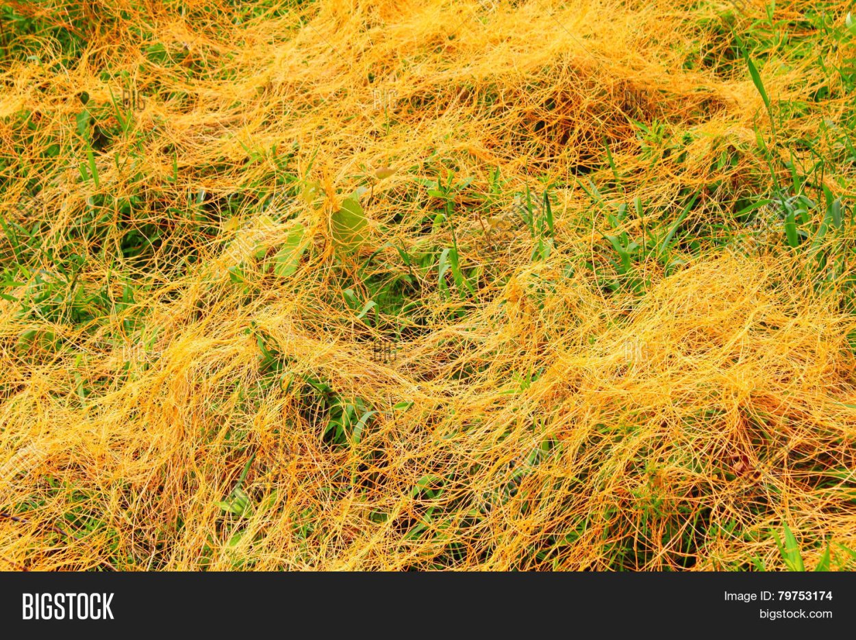 Желтая трава паразит