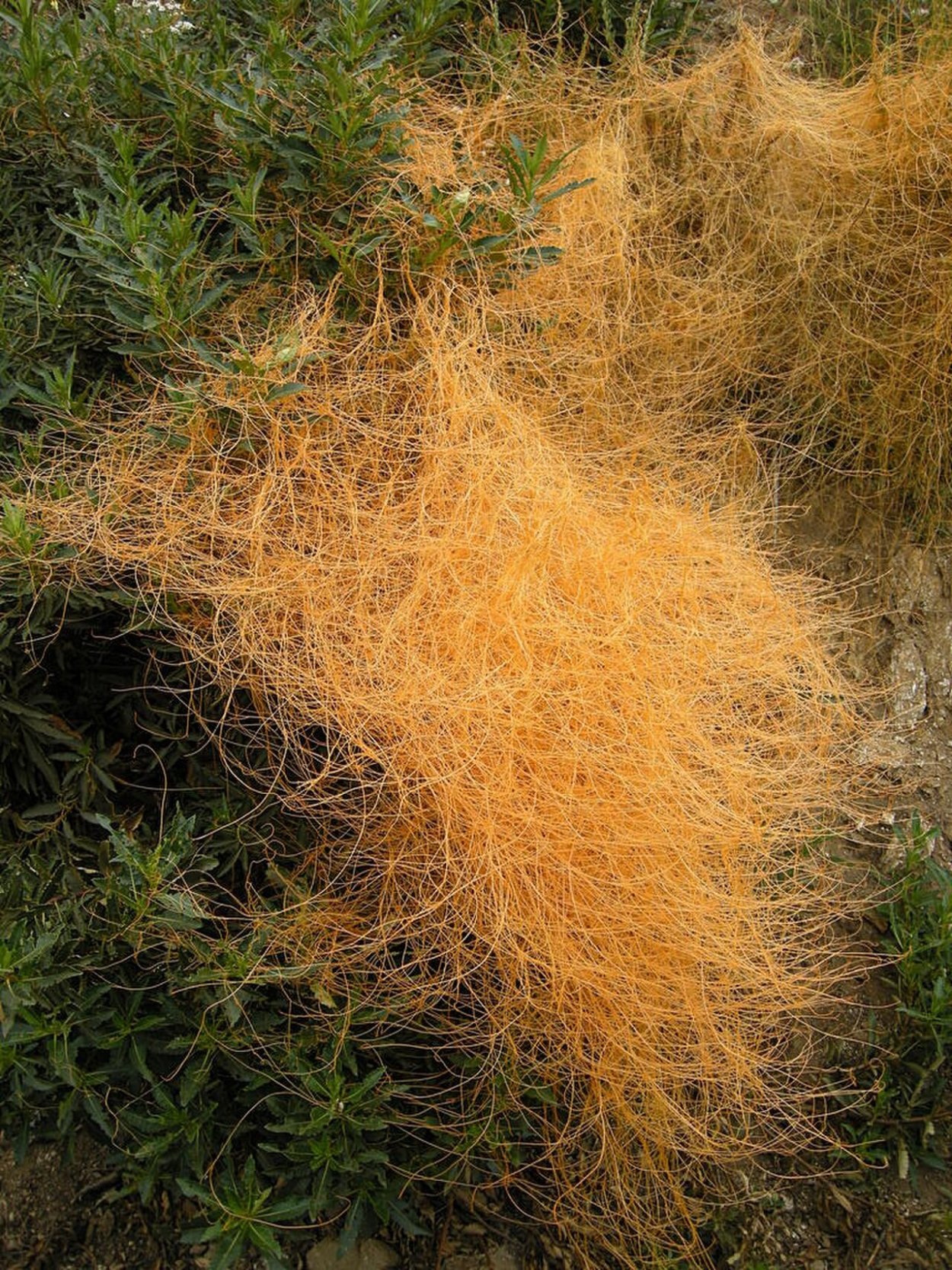 Повилика Степная