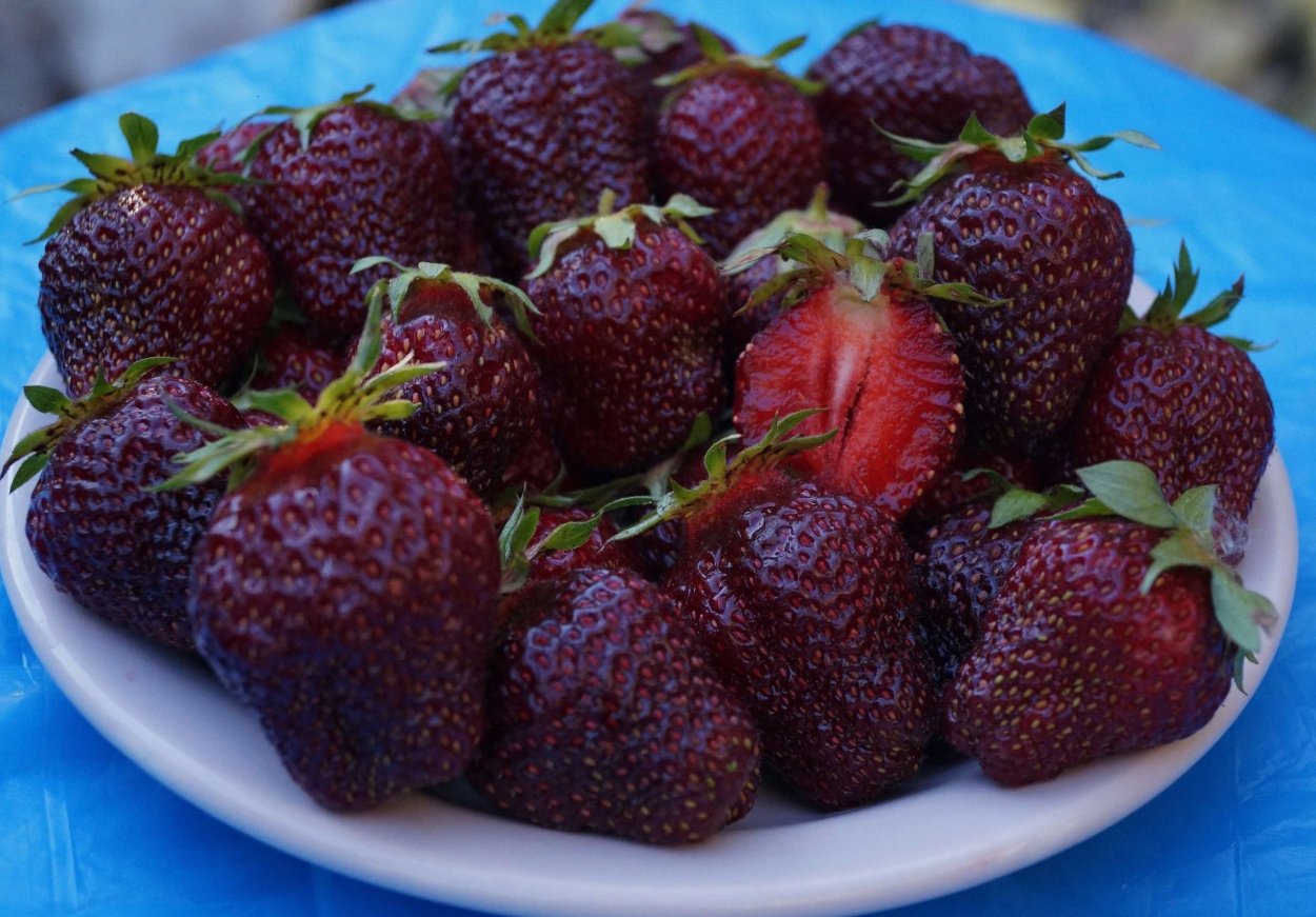 Земляника черри Берри