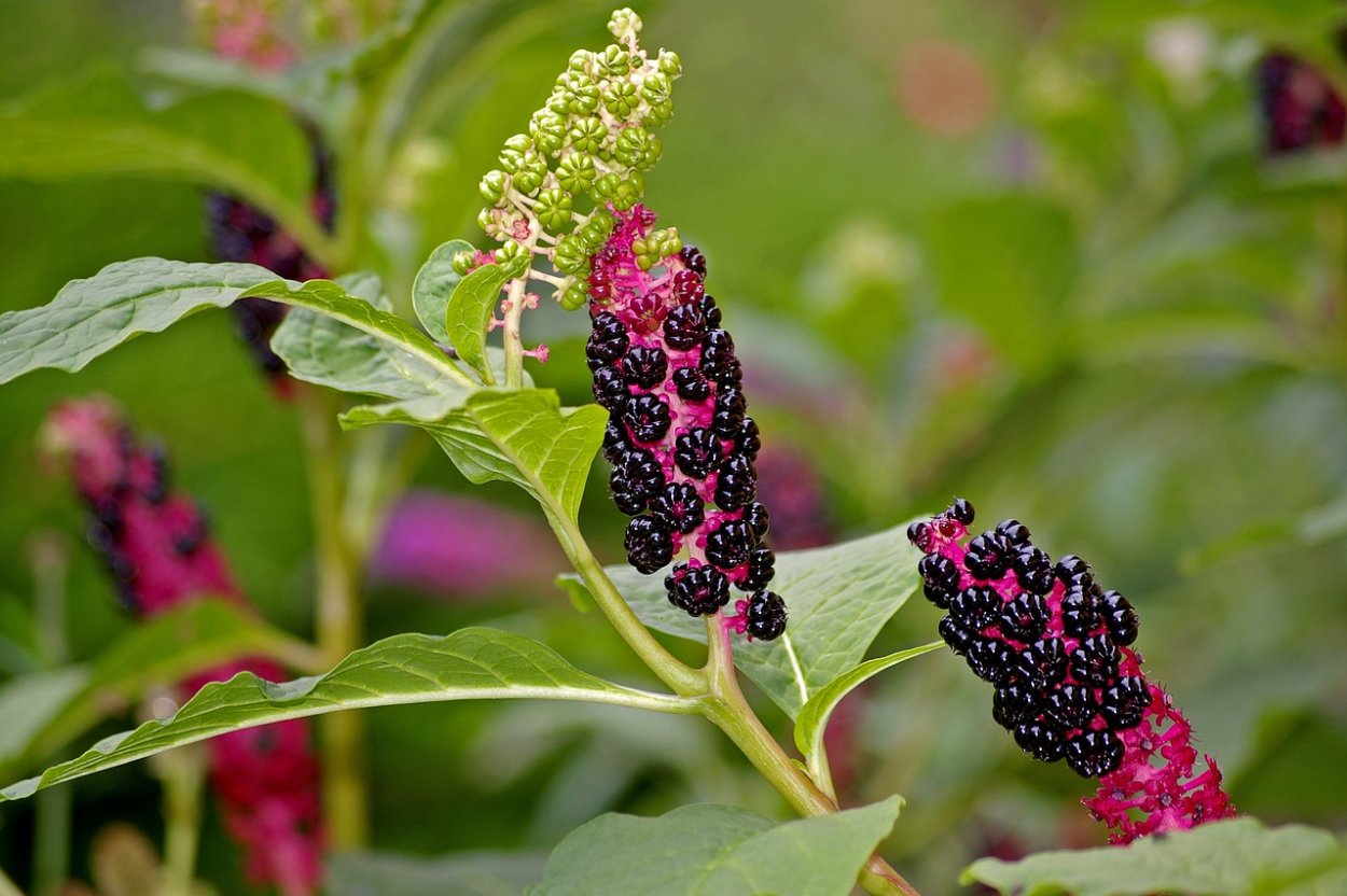 Декоративный куст с черными ягодами
