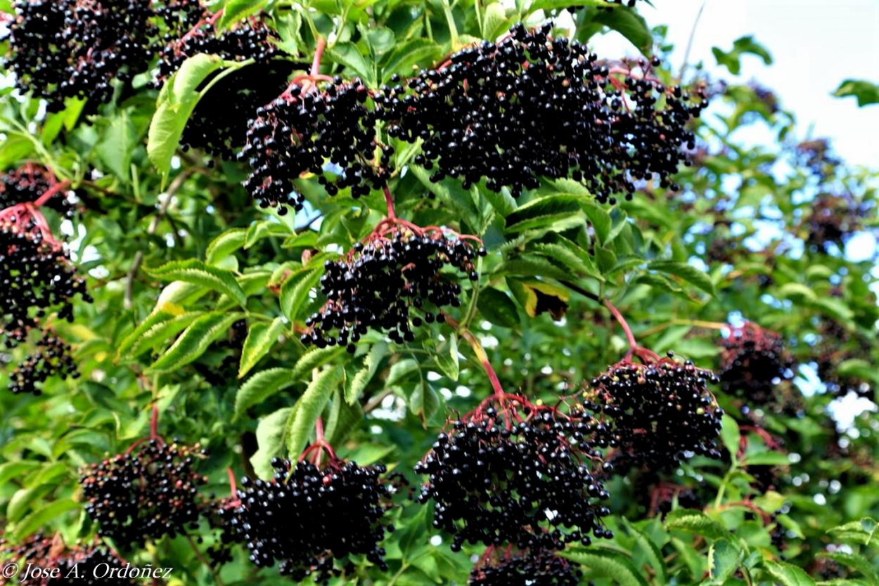 Бузина черная кустарник