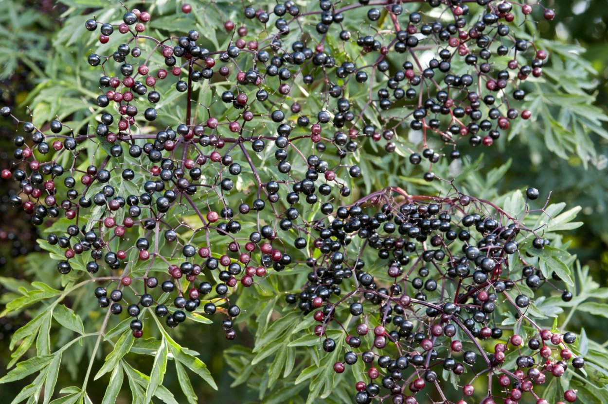 Бузина черная Лациниата (Sambucus nigra laciniata)