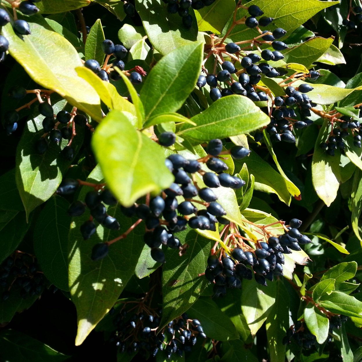 Жимолость ягода