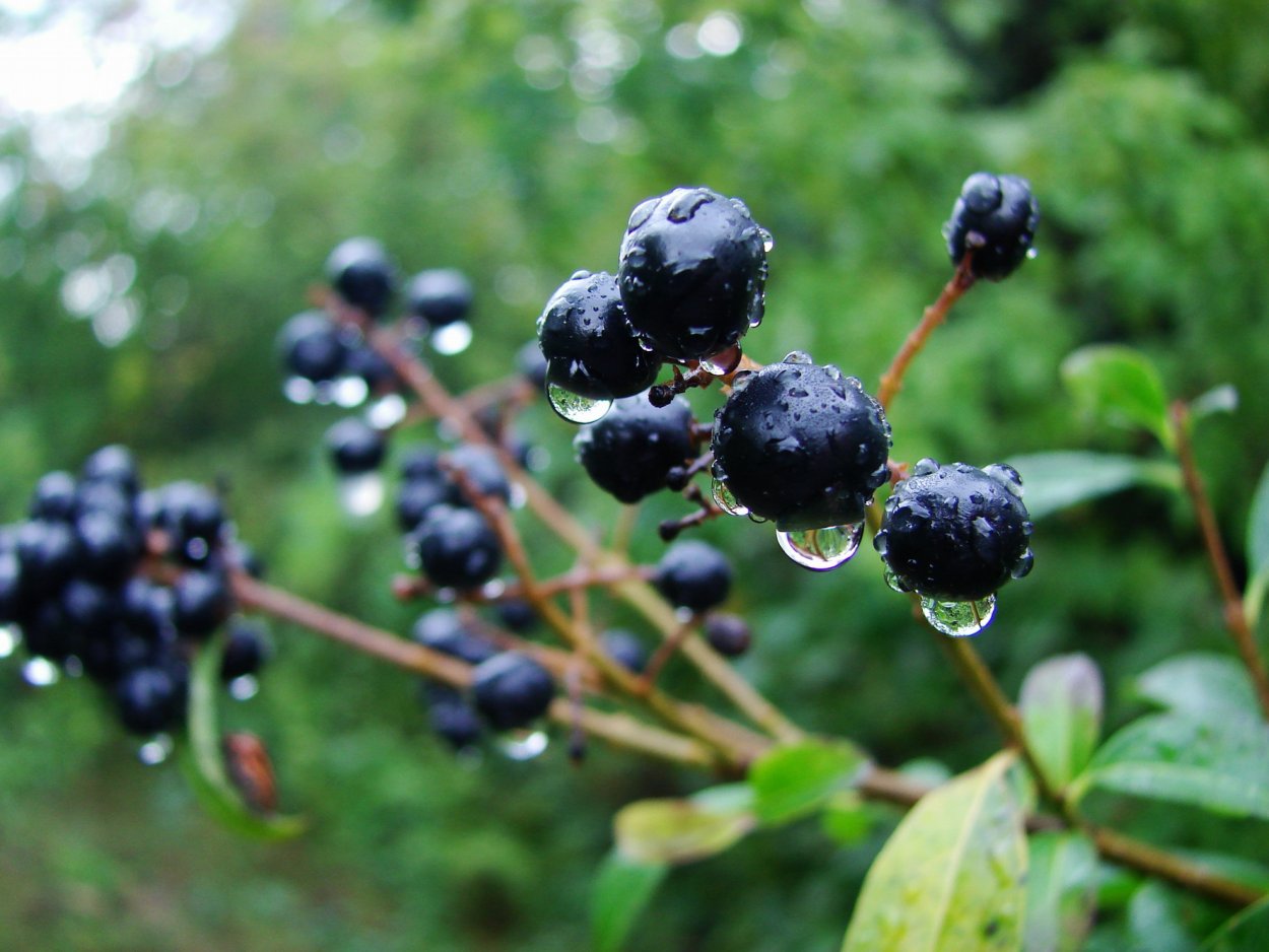 Калинка ягода черная