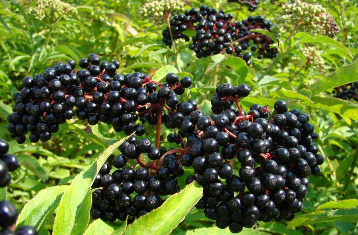 Бузина черная (Sambucus nigra)