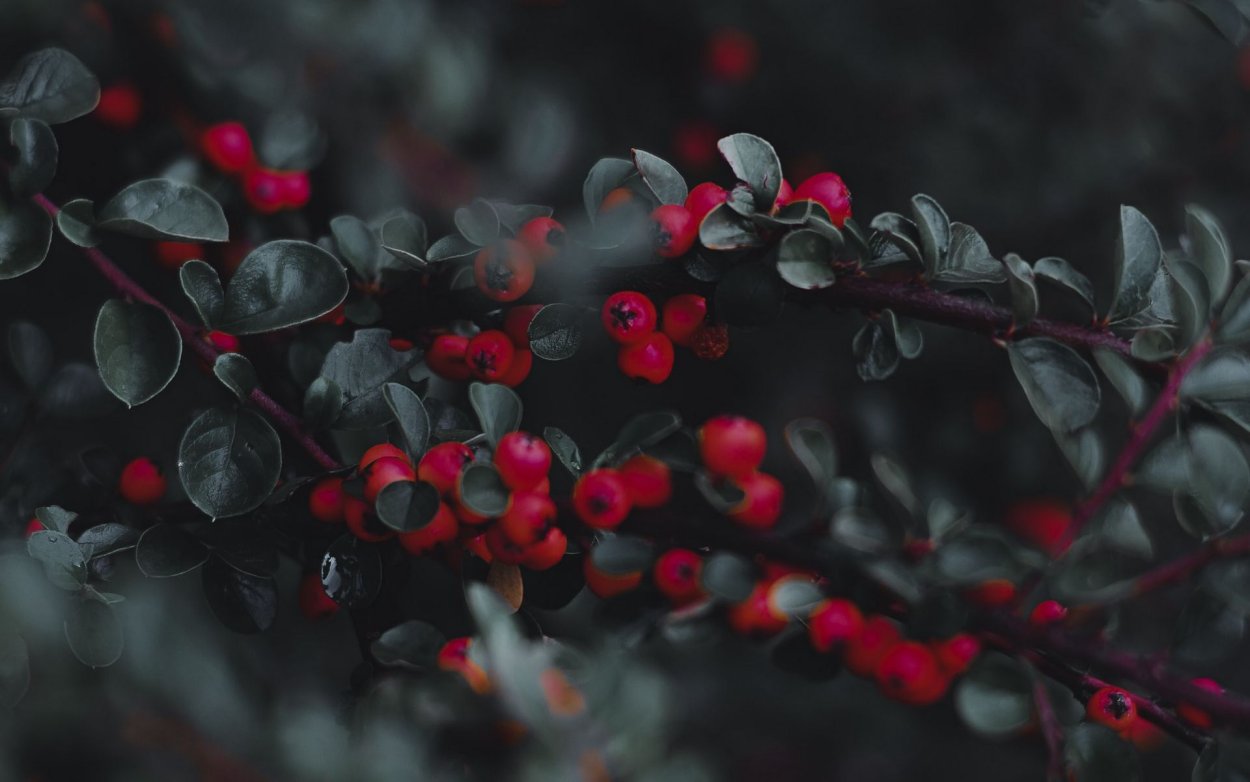 Кизильник ягоды