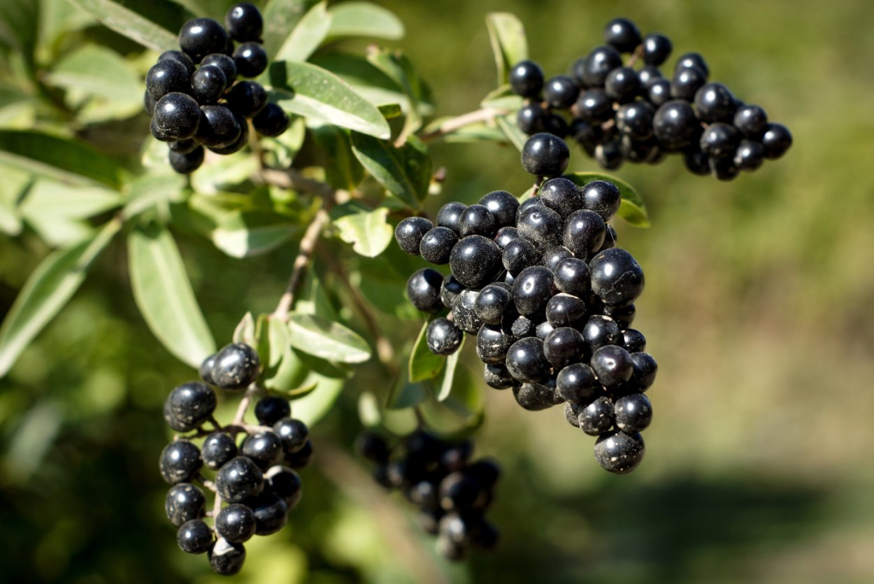 Волчья ягода (бирючина)