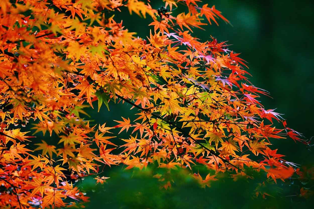 Кленовые листья Китай лес. Japanese Maple Leafs on the Wind.