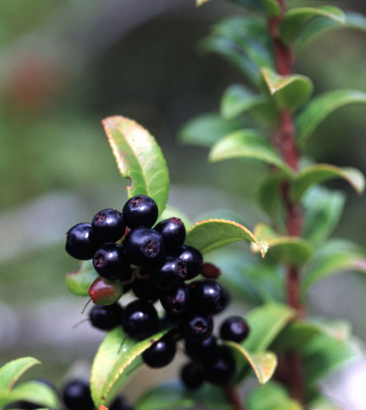 Vaccinium ovatum