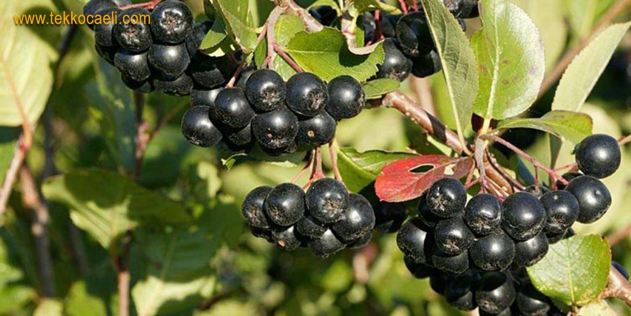 Арония черноплодная «Хугин»