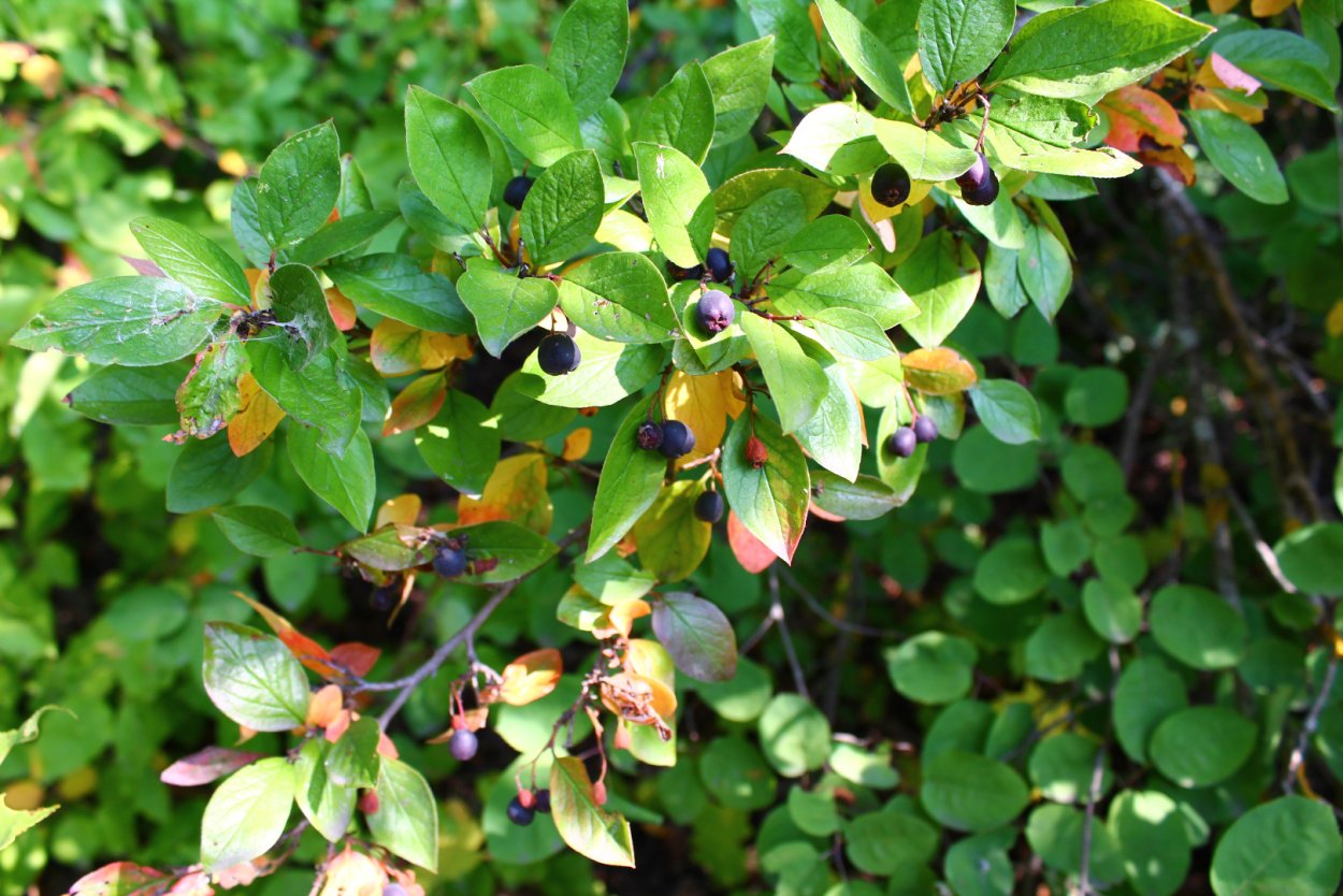 Кизильник черноплодный куст