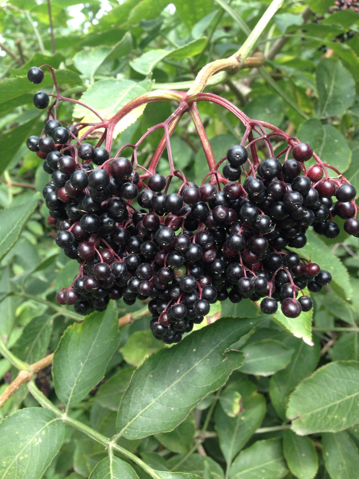 Бузина черная "черная гроздь"