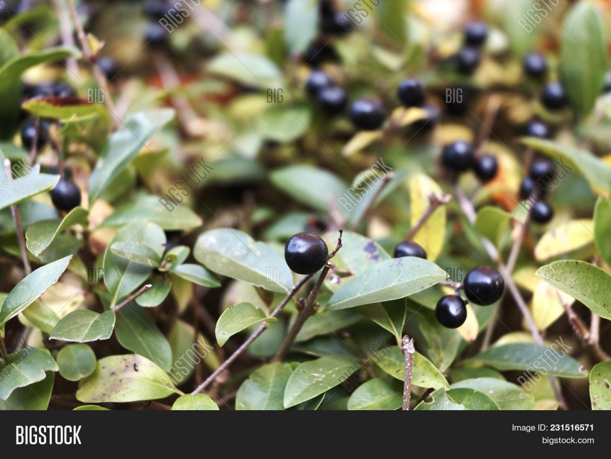 Кустарник с черными ягодами Буш
