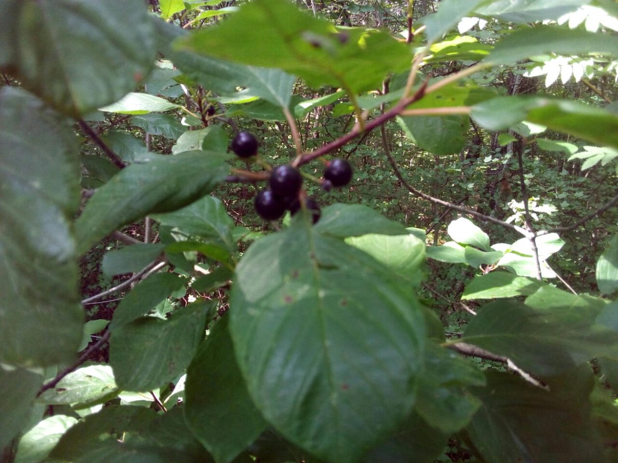 Кустарник с черными ягодами с косточкой