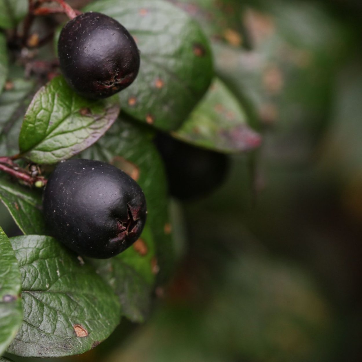 Кустики с верными ягодками