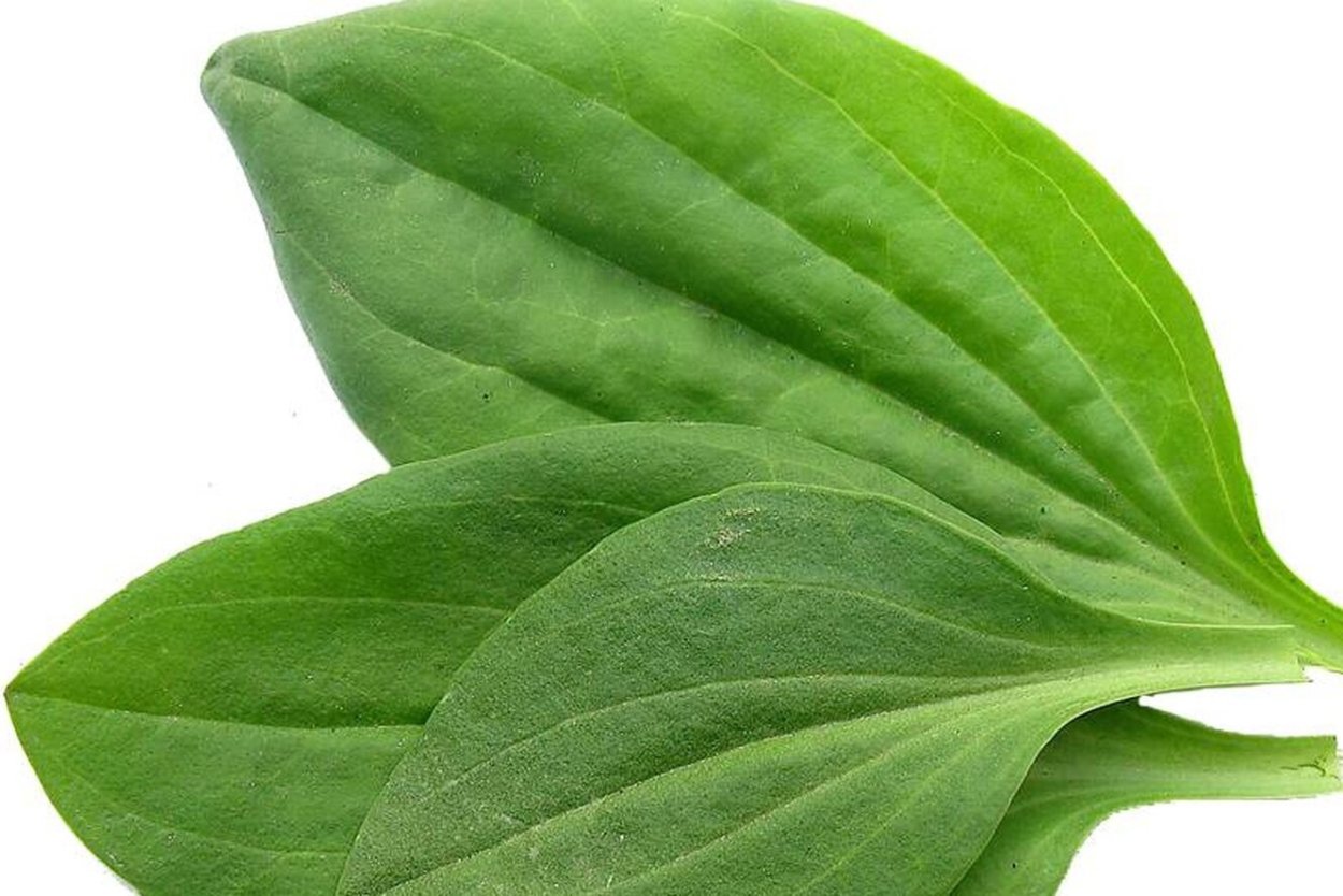 Номенклатура соков подорожника