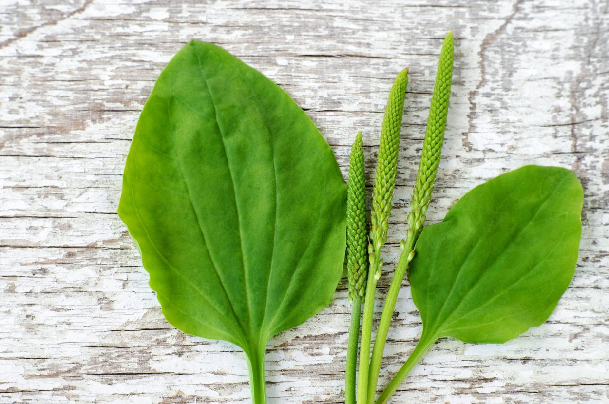 Доктор подорожник