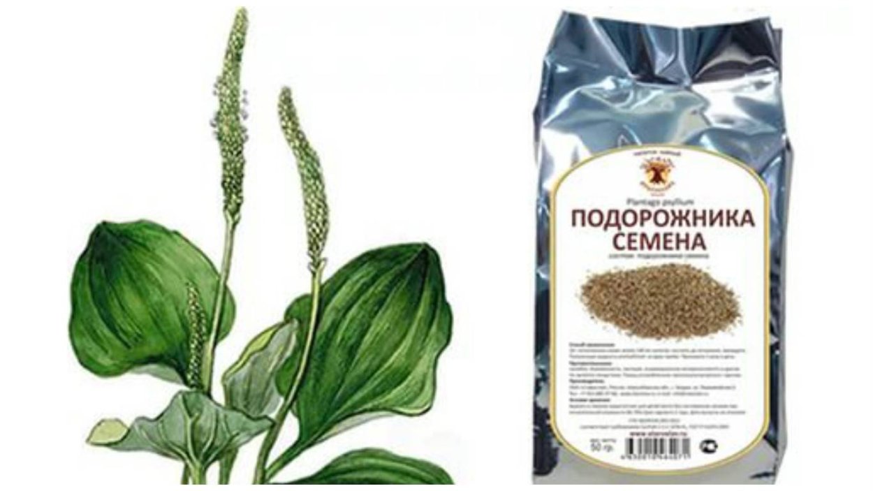 Полезные растения для кроликов