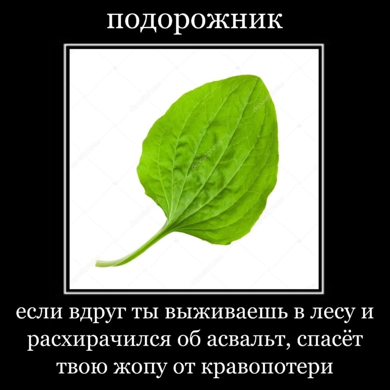 Подорожник Лесной