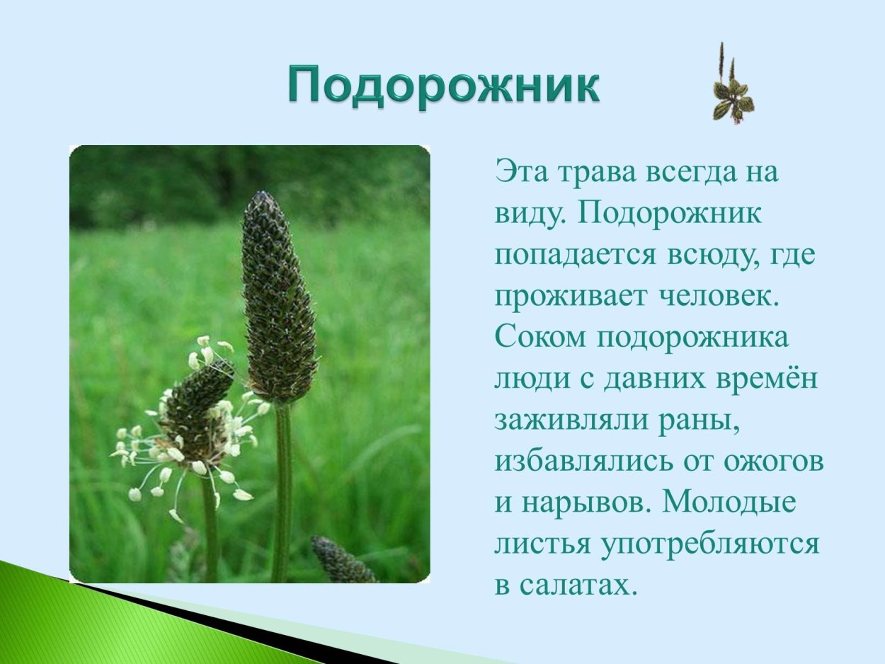 Приложи подорожник