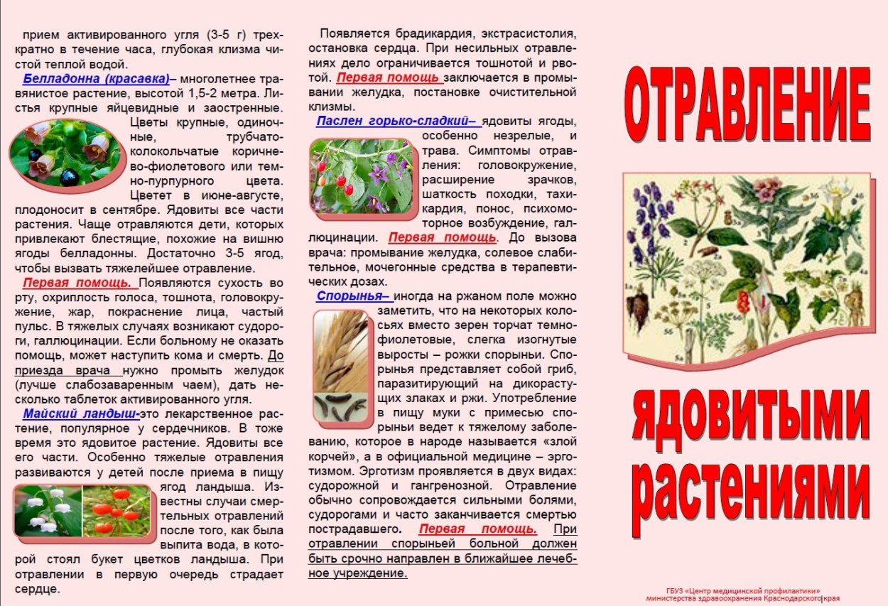 Подорожник акварель