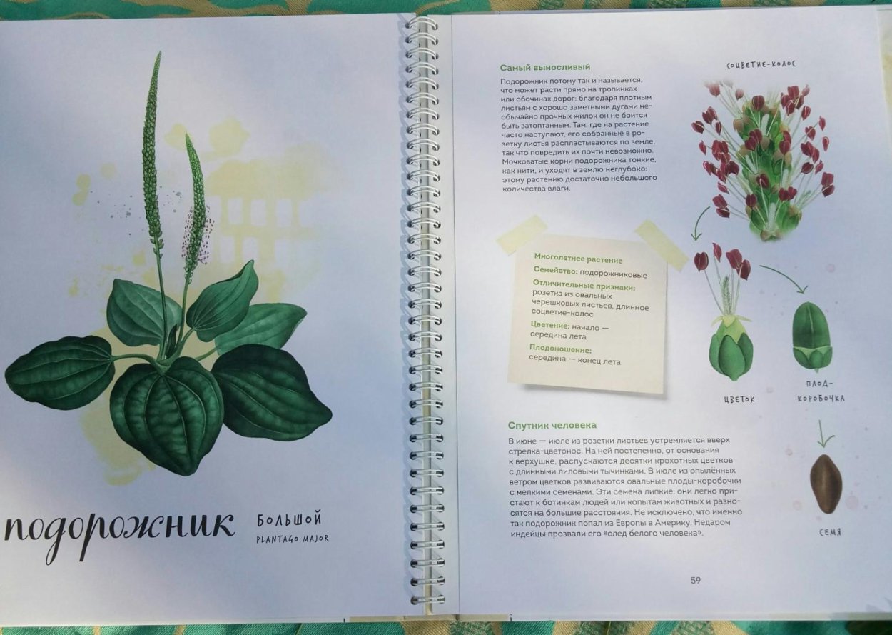 Подорожник широколистный