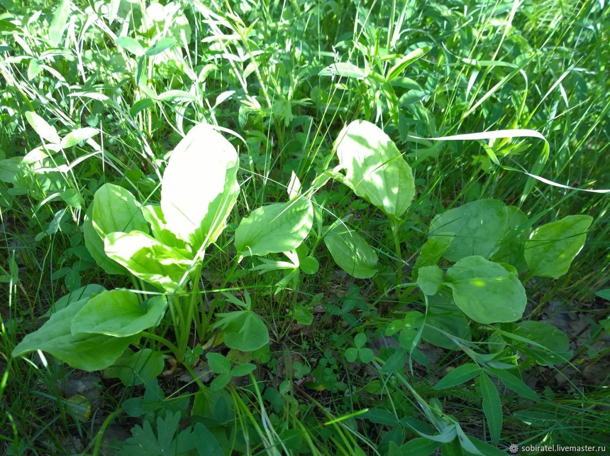 Подорожник широколистный