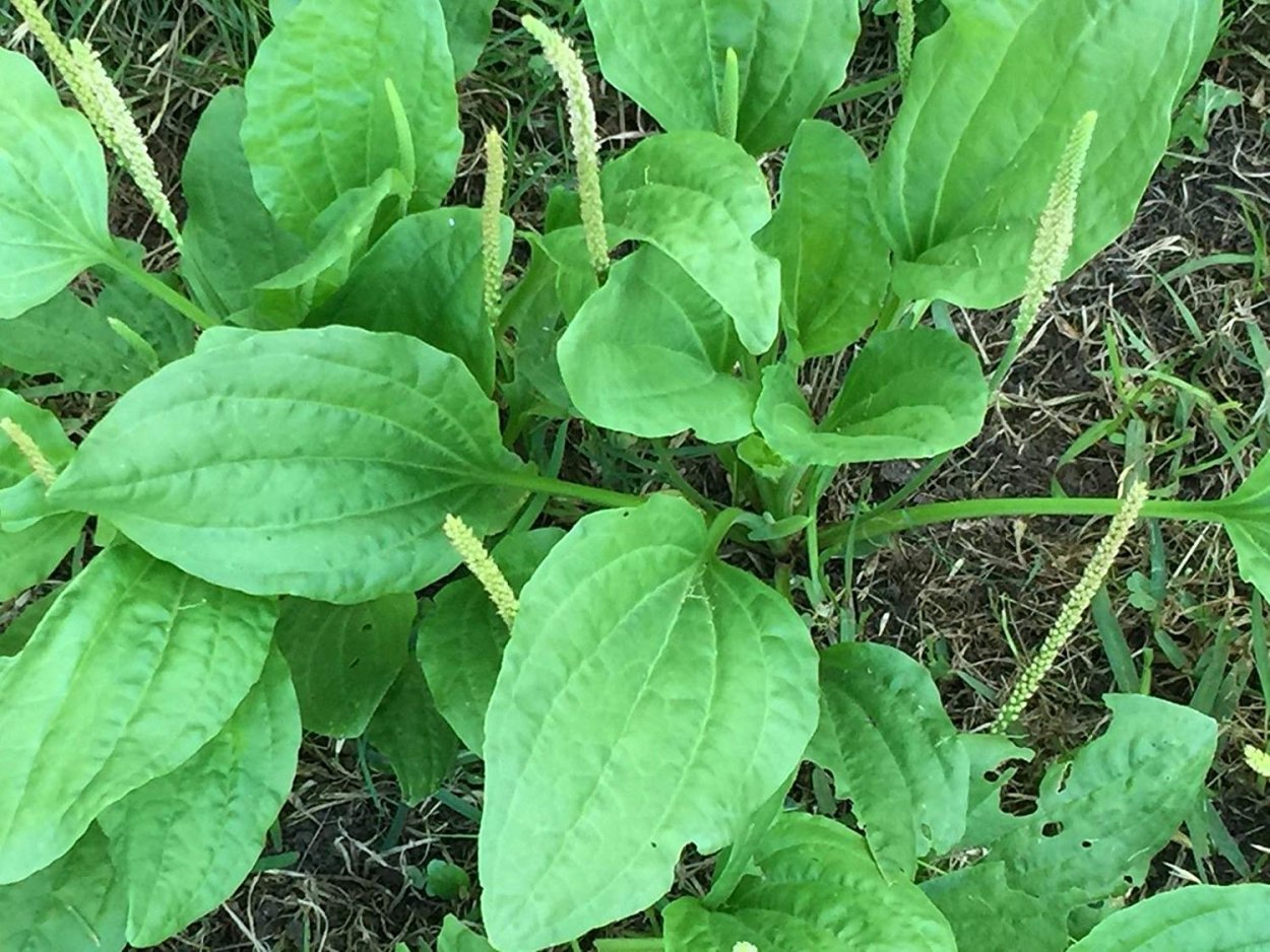 Подорожник махровый